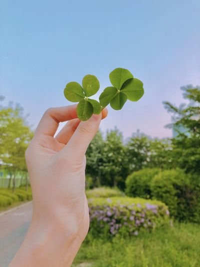Cropped hand of person holding clover