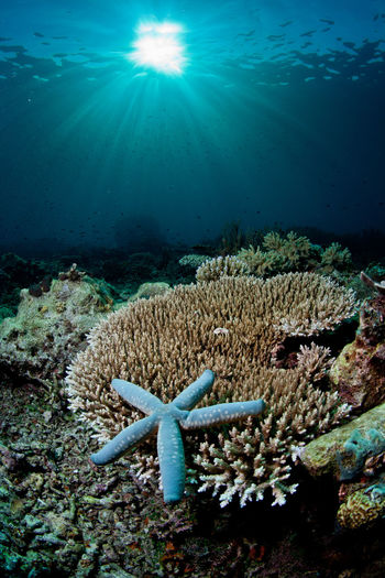 Starfish next to corals underwater