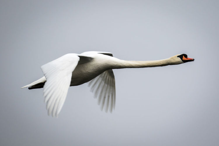 Low angle view of white swan