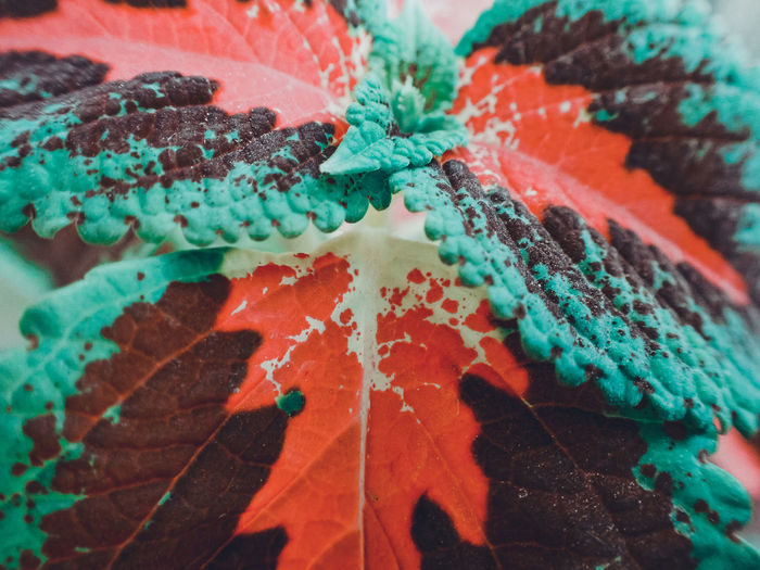 Detail shot of multi colored leaves