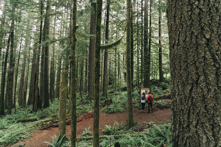 A young couple enjoys a hike in a forest in the pacific northwest.