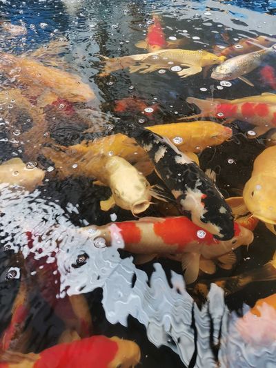 View of koi fish in water