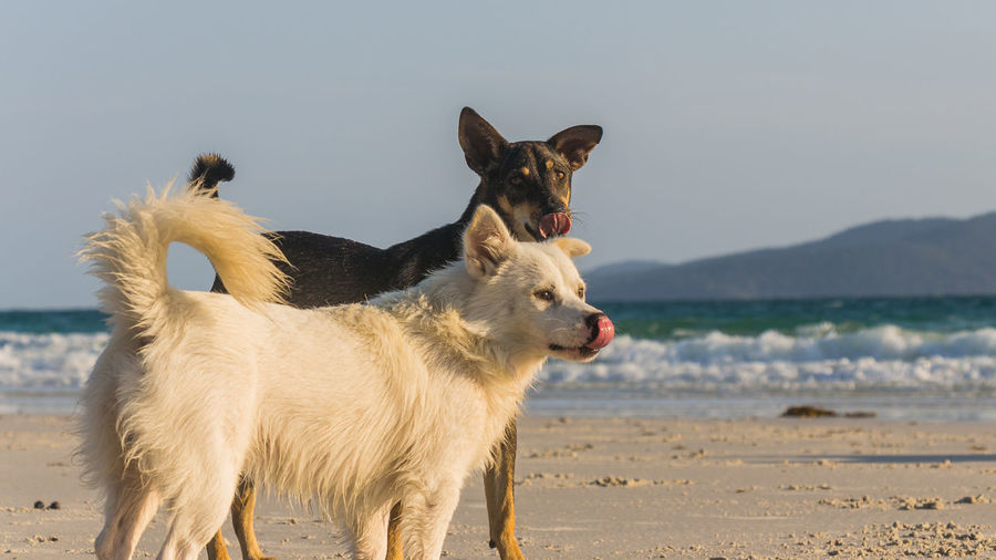 A white dog and a brown dog playing at the beach