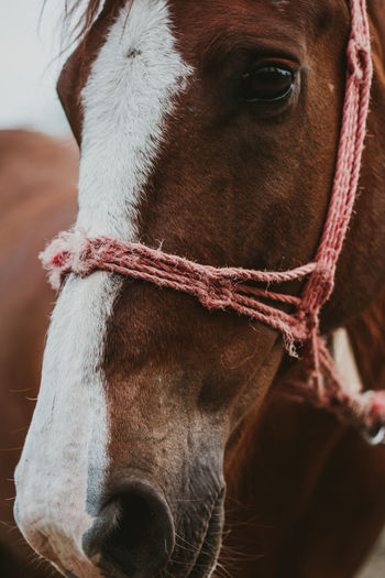 Close-up of horse in ranch