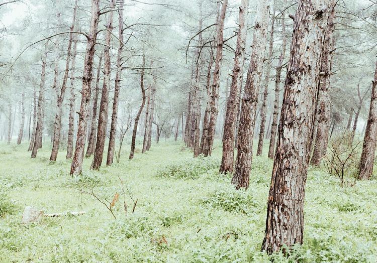 Bare trees in forest