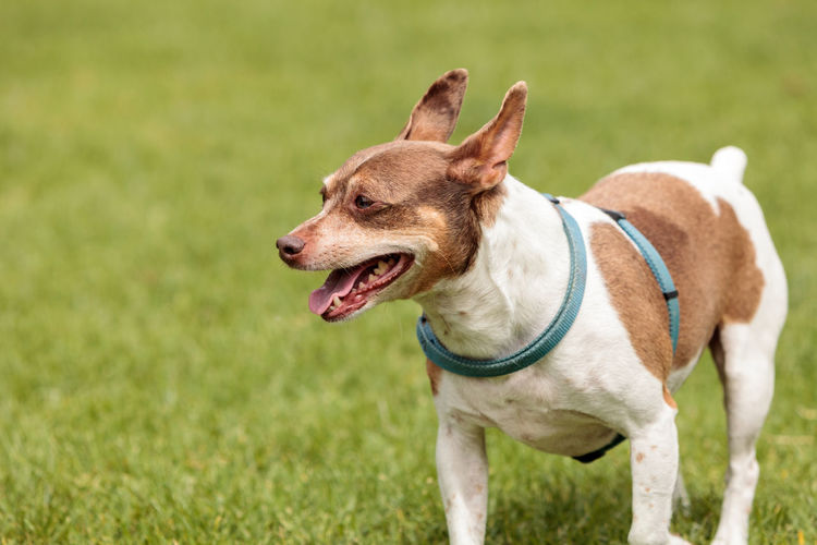 Rat terrier dog mix plays in a dog park in summer.
