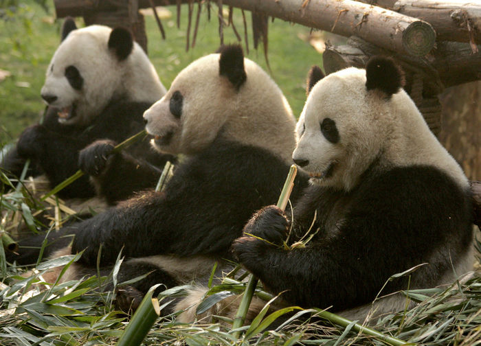 Giant pandas eating bamboo