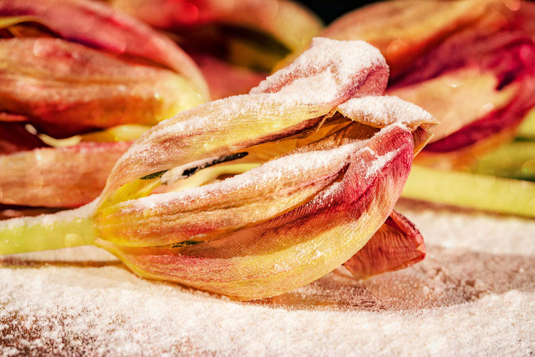 Close-up of withered tulips with fake snow 