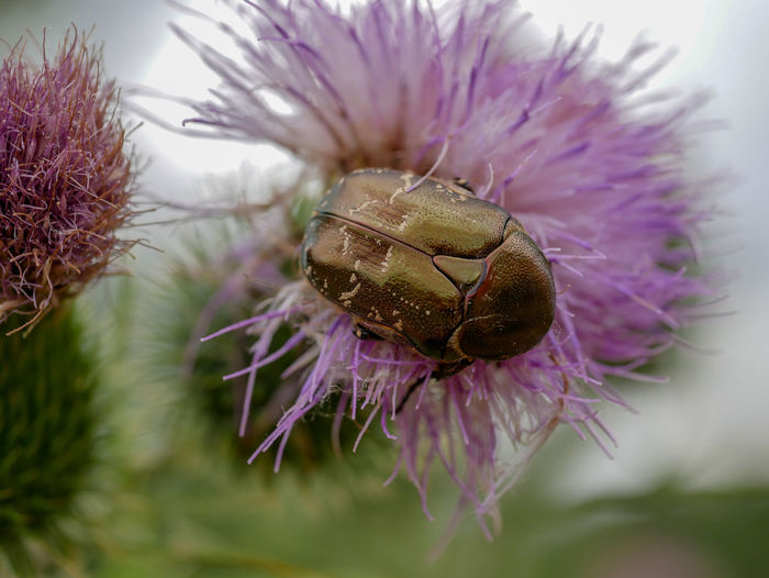 Close-up of honey bee pollinating on thistle