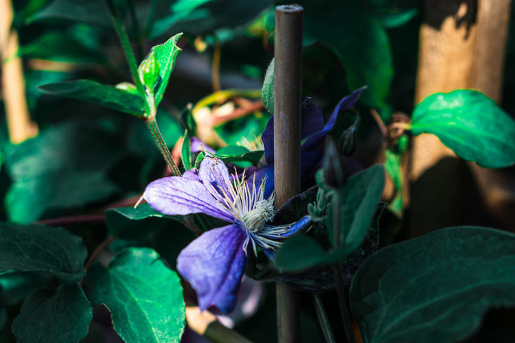 Close-up of purple flowering plant
