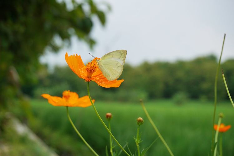 Close-up of butterfly on orange flower