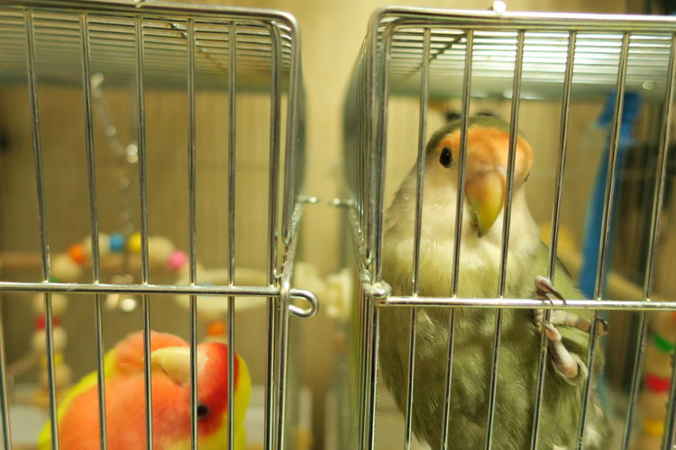 Close-up of lovebirds in cage