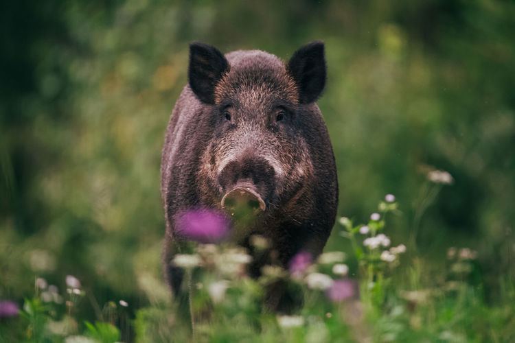 Portrait of pig in forest