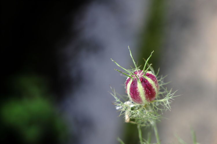 Close up of nigella seed.