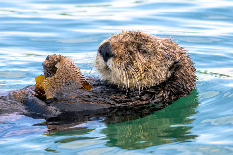 Close up of a sea otter in moss landing, california.
