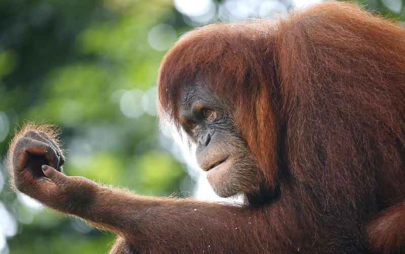 Close-up of orang utan