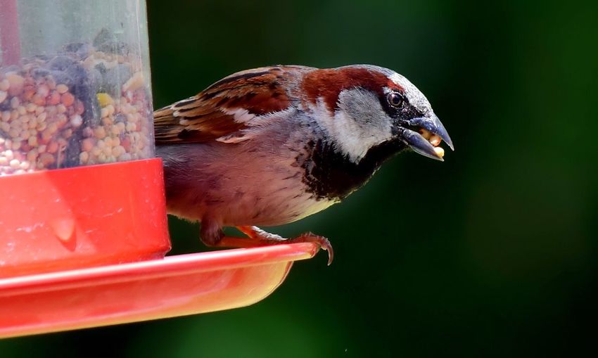 Close-up of sparrow on feeder