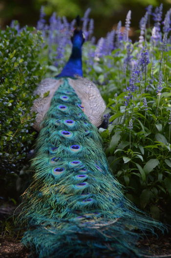 Close-up of peacock on plant