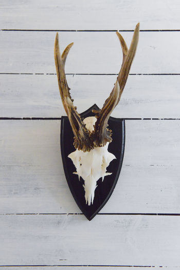 Close-up of animal skull hanging on wall