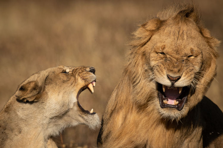 Close-up of lioness and lion snarling