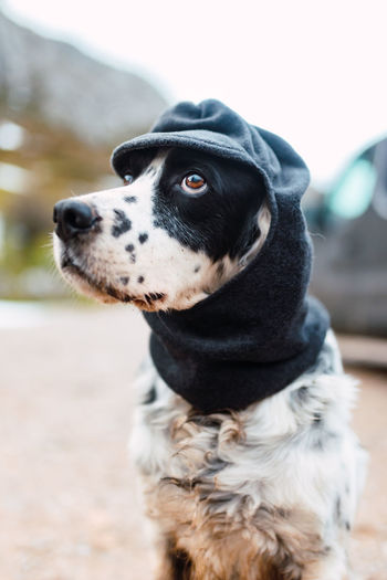 Obedient english setter dog dressed in black balaclava sitting on ground in nature looking away