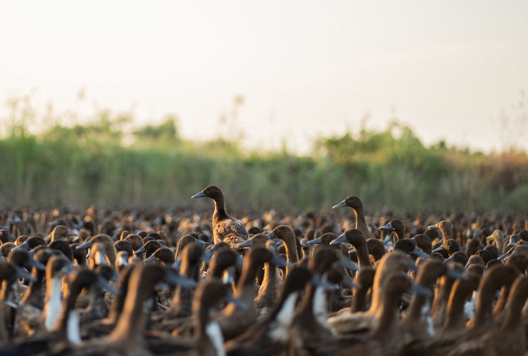 Flock of birds on the land