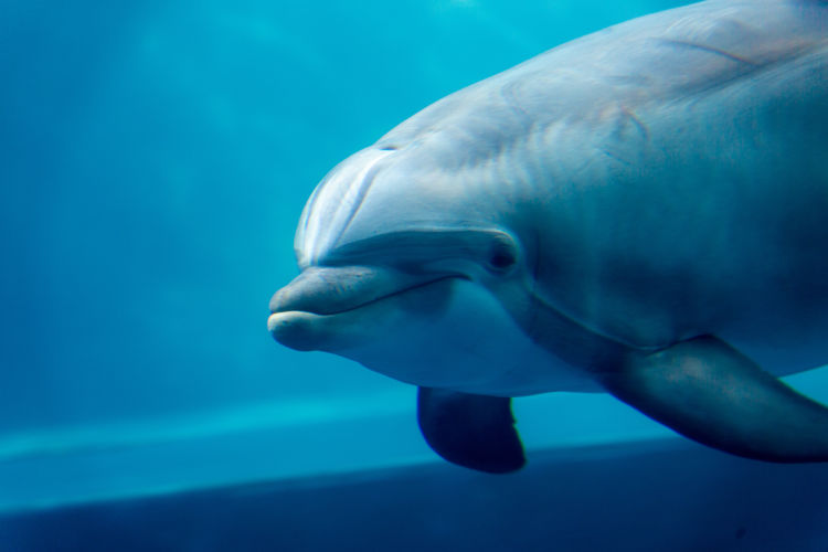 Dolphin swimming in the water