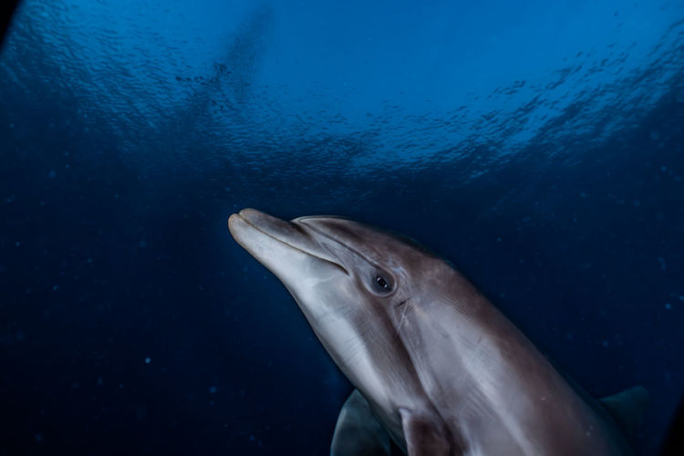 One dolphin swimming in the red sea, eilat israel a.e