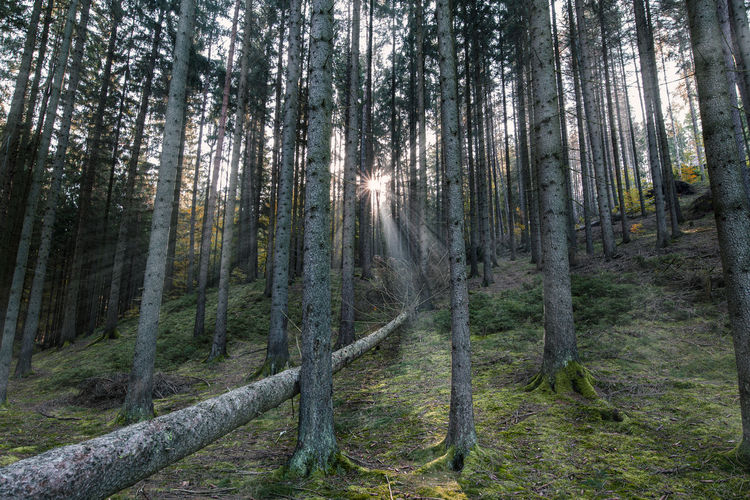 Trees in forest
