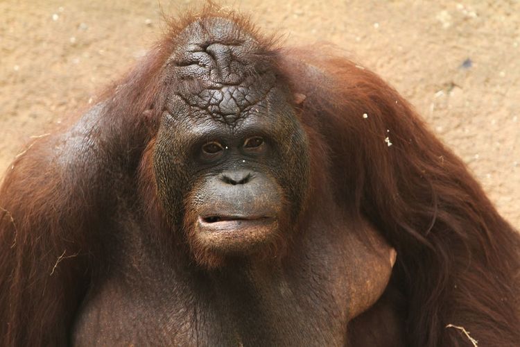  portrait of a orangutan