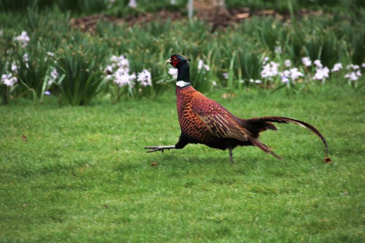 Side view of a pheasant running on field