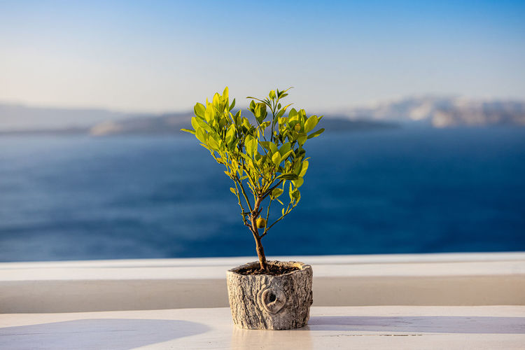 Decorative olive tree on the background of the sea