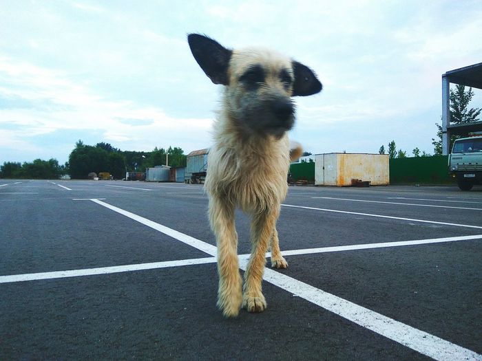 Dog on road in city