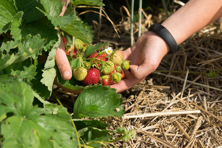 Cropped image of hands holding strawberries on field