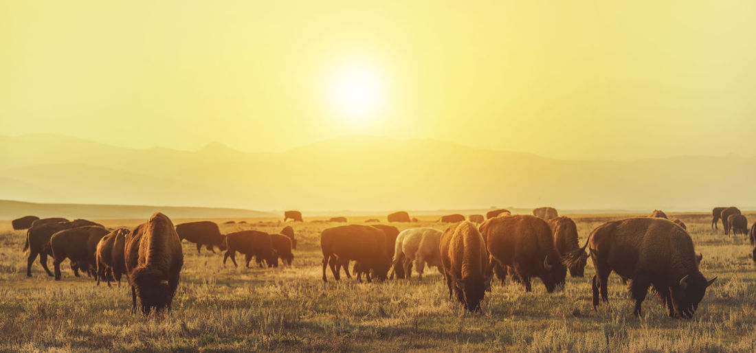 American bison herd on the sunny colorado prairie. american wildlife theme.