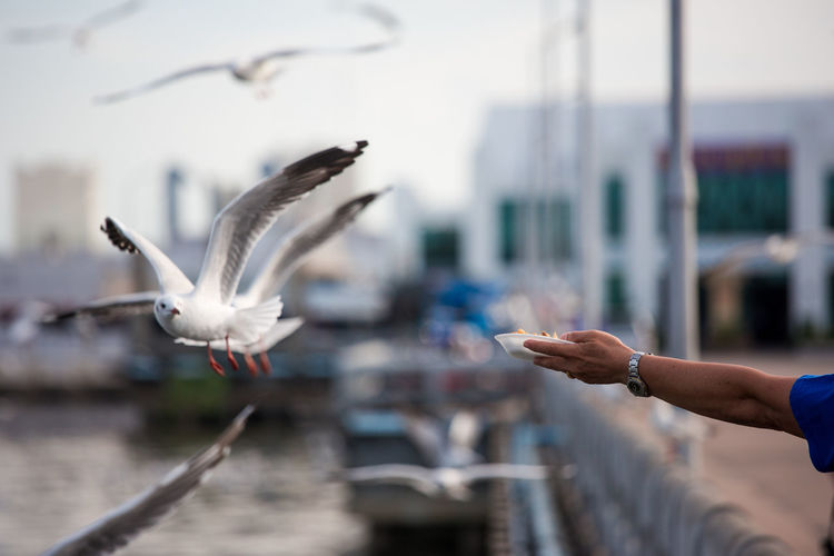 Cropped hand of person feeding seagull against sky