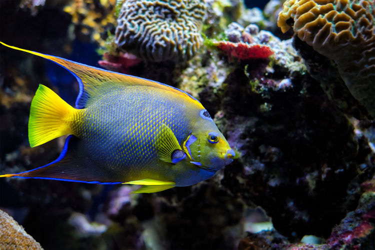 Queen angelfish holacanthus ciliaris aka the blue angelfish, golden angelfish or yellow angelfish 