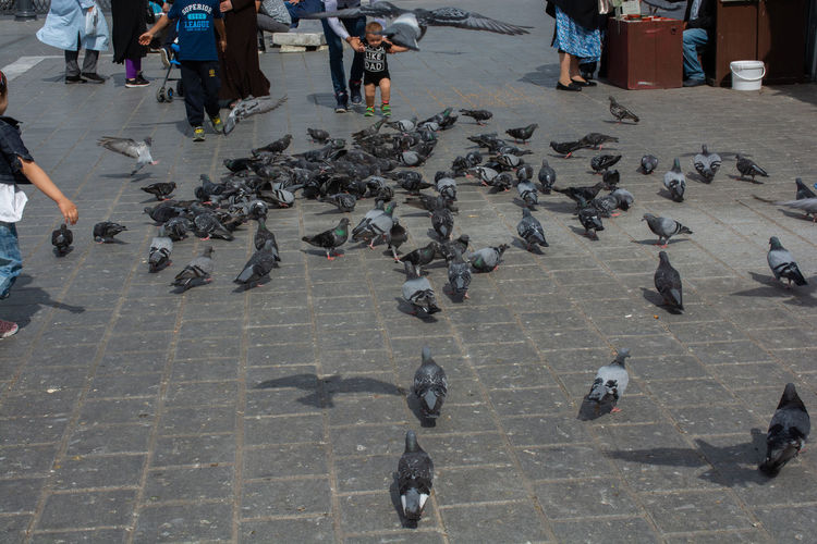 High angle view of pigeons on street in city