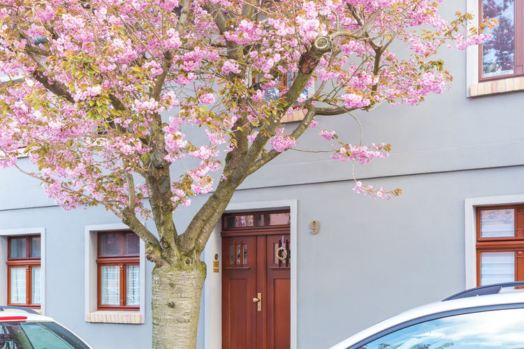 Pink flower tree against house