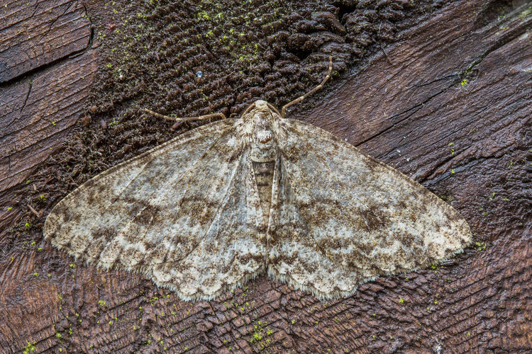 Close-up of tree trunk