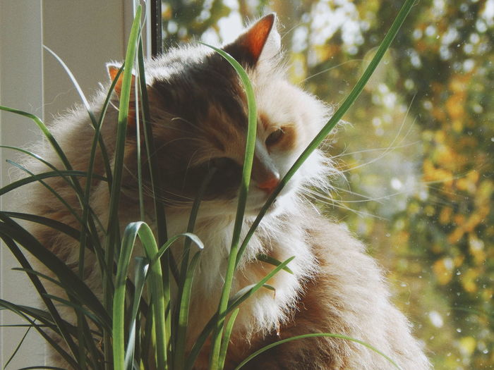 Close-up of a cat
