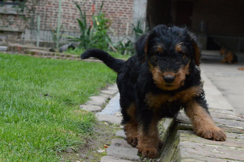 Airedale terrier puppies on grassy field
