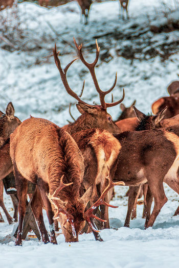 Red deer herd in the forest in winter, bavaria germany.