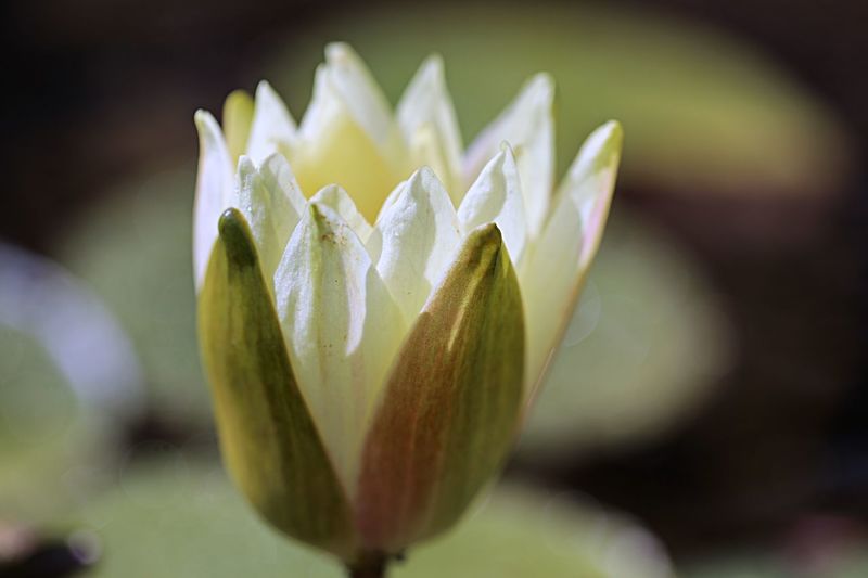Close-up of white -yellow water lily