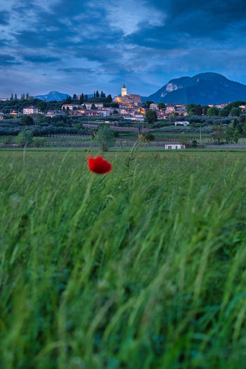 Red poppy growing on grassy field against blue sky at dusk