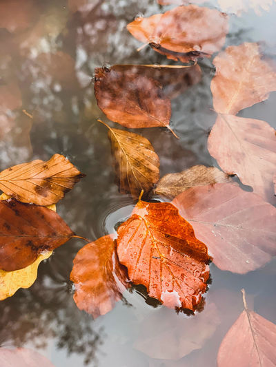 Close-up of autumn leaves on water