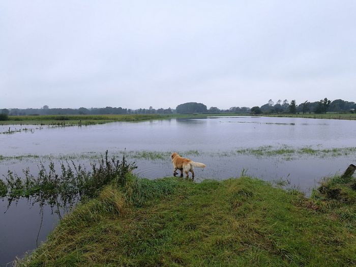 Dog on lake against sky