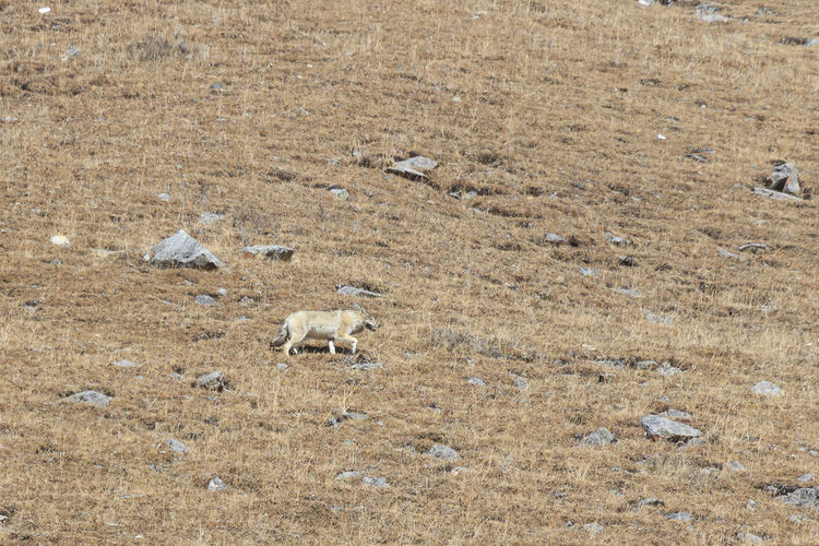 Side view of fox running on field