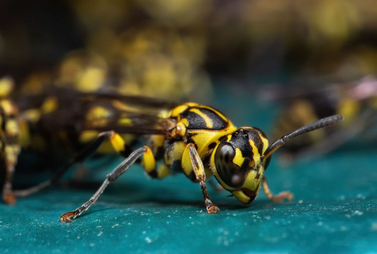Close-up of bee