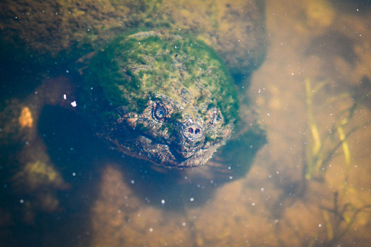 Close-up of moss covered snapping turtle swimming in the pond